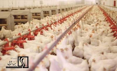 طرح توجیهی مقدماتی پرورش طیور صنعتی در قالب فارم‌های بزرگ تولید گوشت و تخم مرغ با مکان یابی